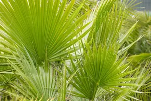 Washingtonia filifera STAM/160 C - afbeelding 3