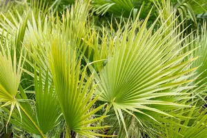 Washingtonia filifera STAM/160 C - afbeelding 4