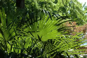 Washingtonia robusta STAM/100 C