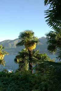 Washingtonia robusta STAM/160 C - afbeelding 3