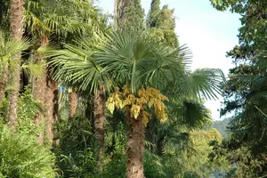 Washingtonia robusta STAM/ 40 C - afbeelding 2