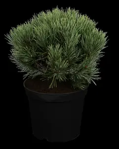 Watereri pinus - afbeelding 5