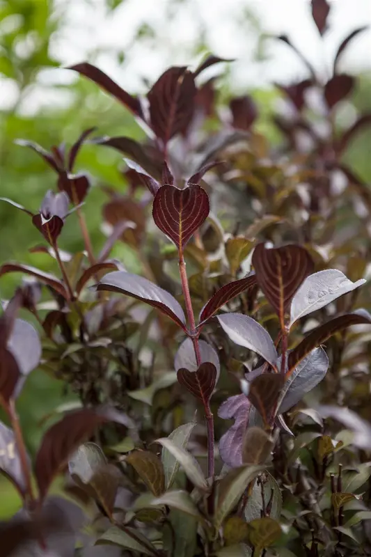 Purpurea - afbeelding 2