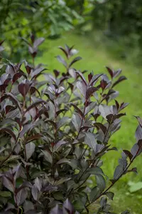 Purpurea - afbeelding 3