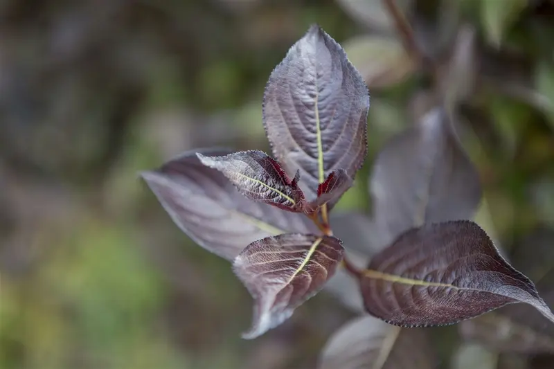 Purpurea - afbeelding 1