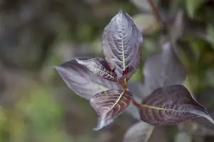 Purpurea - afbeelding 5