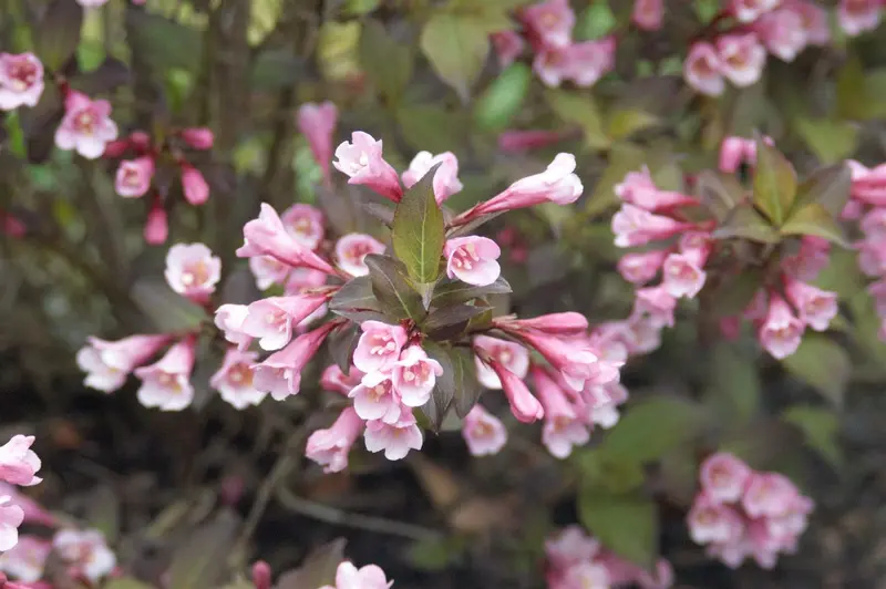 Purpurea - afbeelding 4