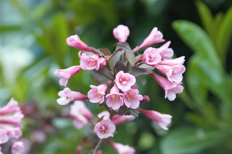 Purpurea - afbeelding 5
