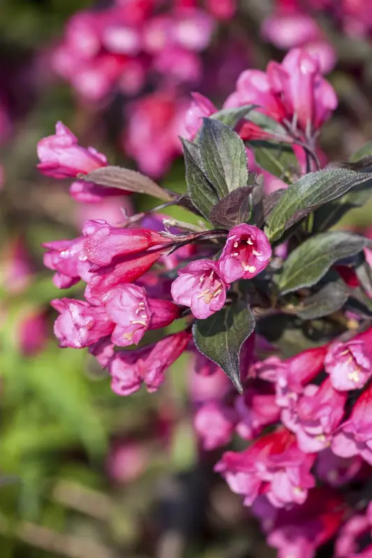 Weigela flor. 'Lime Monster' STAM/120 C10 - afbeelding 1