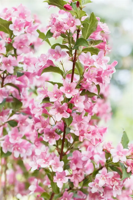 Weigela flor. 'Lime Monster' STAM/120 C10 - afbeelding 2