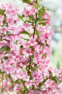 Weigela flor. 'Lime Monster' STAM/120 C10 - afbeelding 2