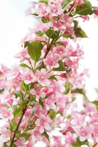 Weigela flor. 'Lime Monster' STAM/120 C10 - afbeelding 4