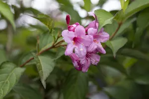 Weigela flor. 'Lime Monster' STAM/120 C10 - afbeelding 5