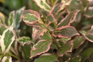 Weigela flor. 'Monet'® ('verweig'®) 25- 30   C - afbeelding 2