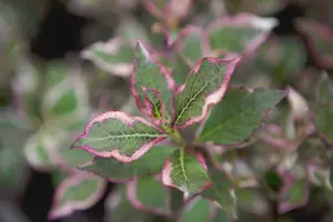 Weigela flor. 'Monet'® ('verweig'®) 25- 30   C - afbeelding 3