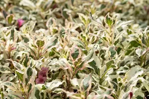 Weigela flor. 'Monet'® ('verweig'®) 25- 30   C - afbeelding 4