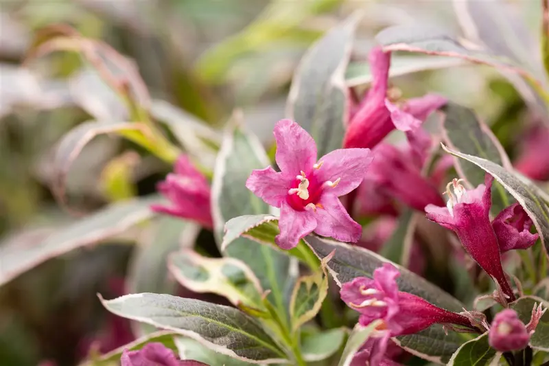 Weigela flor. 'Monet'® ('verweig'®) 25- 30   C - afbeelding 5