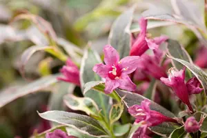 Weigela flor. 'Monet'® ('verweig'®) 25- 30   C - afbeelding 5