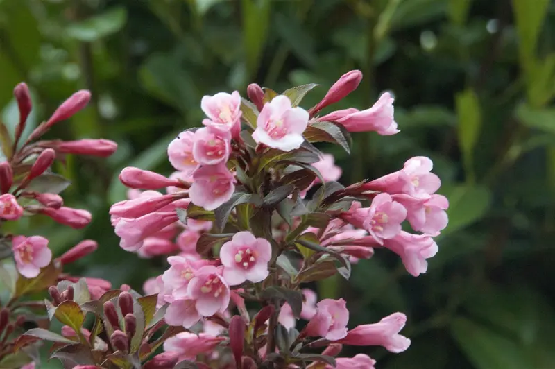 Weigela flor. 'Nana Purpurea' 50- 60   C7,5 - afbeelding 2