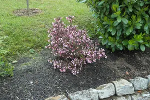 Weigela flor. 'Nana Purpurea' 50- 60   C7,5 - afbeelding 3