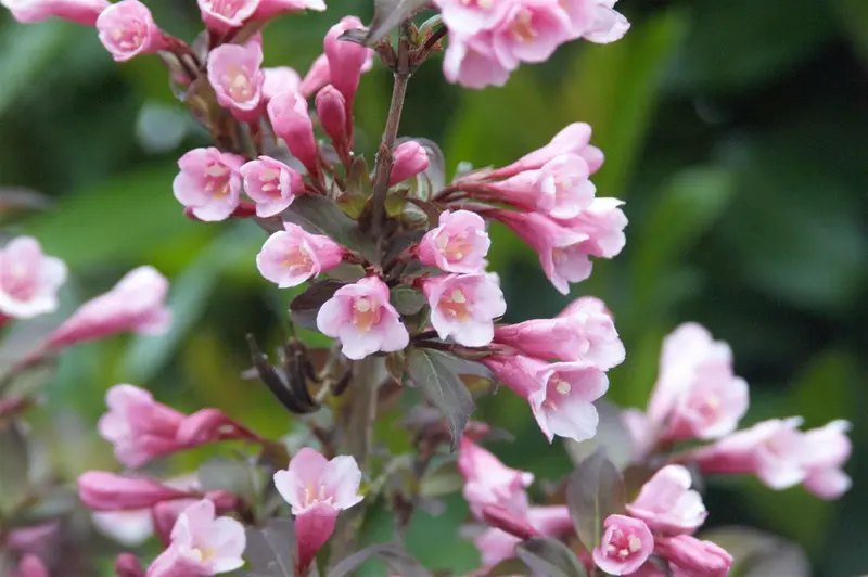 Weigela flor. 'Nana Purpurea' 50- 60   C7,5 - afbeelding 4