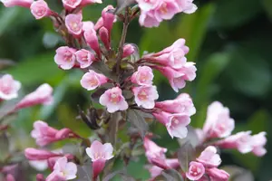 Weigela flor. 'Nana Purpurea' 50- 60   C7,5 - afbeelding 4