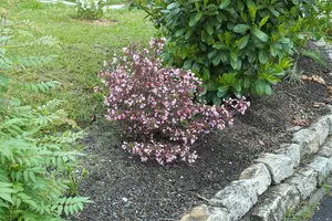 Nana Purpurea - afbeelding 4