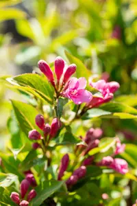 Pink Poppet - afbeelding 4