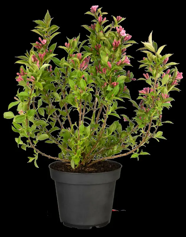 Pink Poppet - afbeelding 2