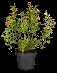 Pink Poppet - afbeelding 2