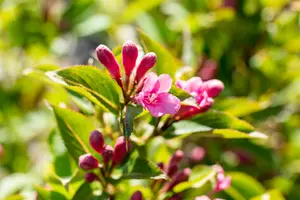 Pink Poppet - afbeelding 3
