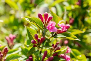 Pink Poppet - afbeelding 5