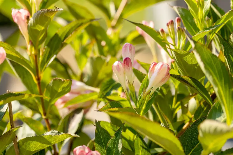 All Summer Peach - afbeelding 1