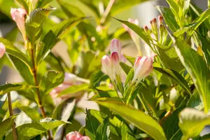 All Summer Peach - afbeelding 2