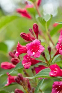 Weigela hybr. 'Bristol Ruby' 80-100   C10 - afbeelding 3