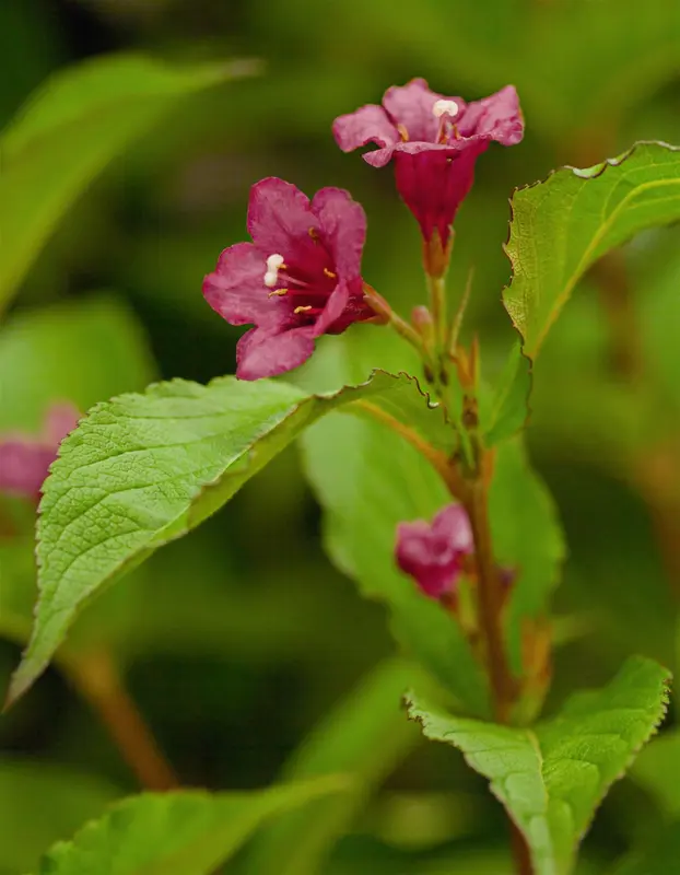 Weigela hybr. 'Bristol Ruby' 80-100   C10 - afbeelding 1