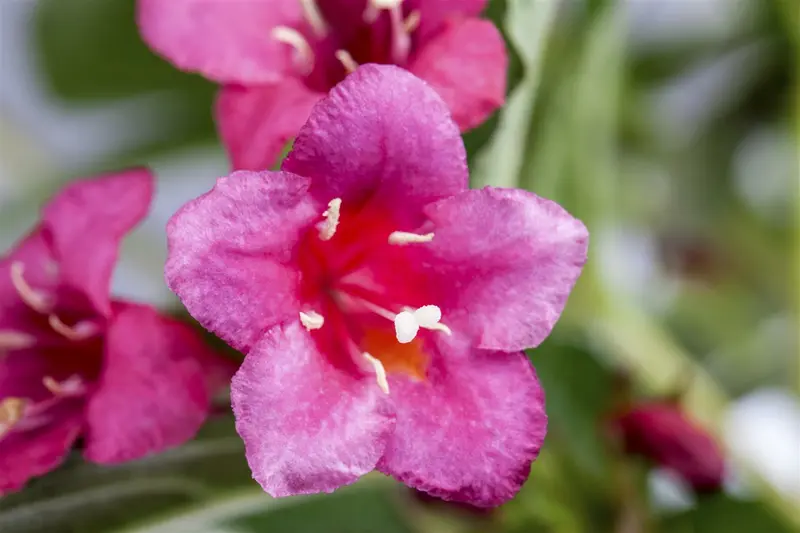 Weigela hybr. 'Bristol Ruby' 80-100   C10 - afbeelding 2