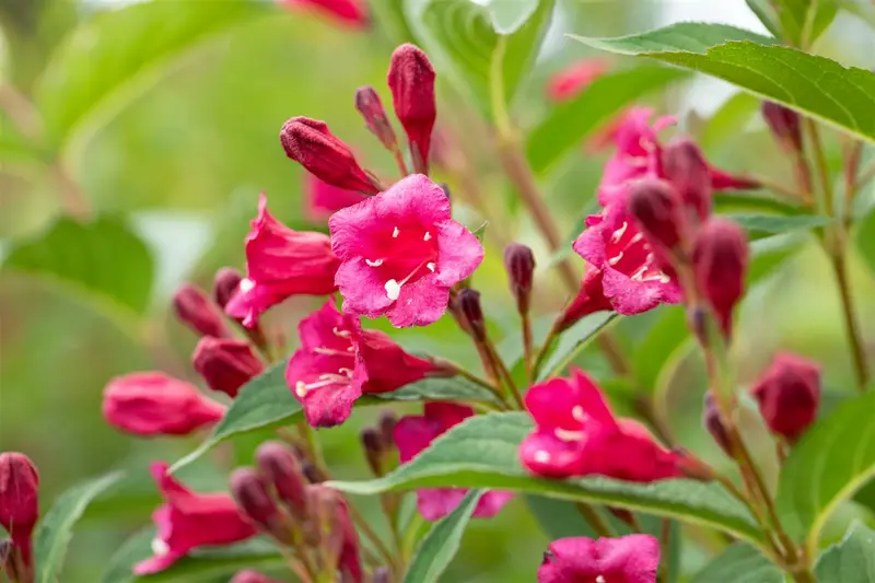 Weigela hybr. 'Bristol Ruby' 80-100   C10 - afbeelding 4