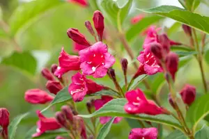 Weigela hybr. 'Bristol Ruby' 80-100   C10 - afbeelding 4