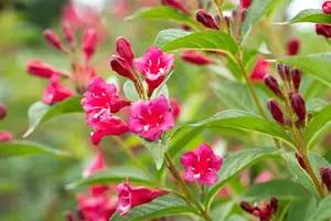 Weigela hybr. 'Bristol Ruby' 80-100   C10 - afbeelding 5