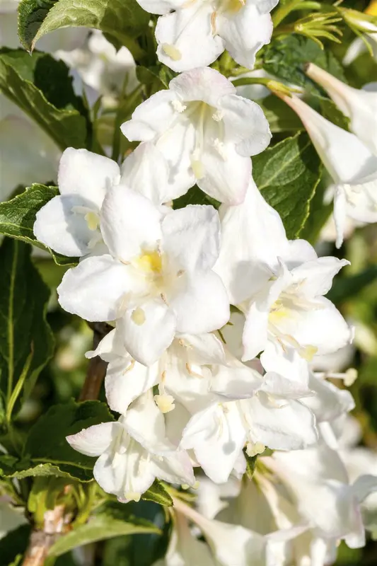 Weigela hybr. 'Candida' 50- 60   C