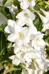 Weigela hybr. 'Candida' 50- 60 C
