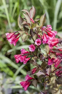 Weigela hybr. 'Minor Black'® ('verweig3') 30- 40   C - afbeelding 2