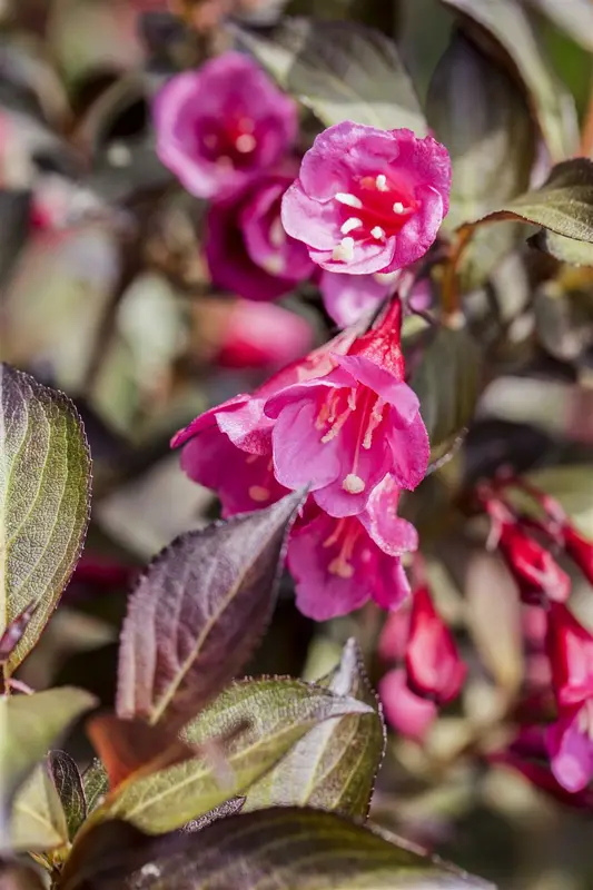 Weigela hybr. 'Minor Black'® ('verweig3') 30- 40   C - afbeelding 3