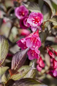 Weigela hybr. 'Minor Black'® ('verweig3') 30- 40   C - afbeelding 3