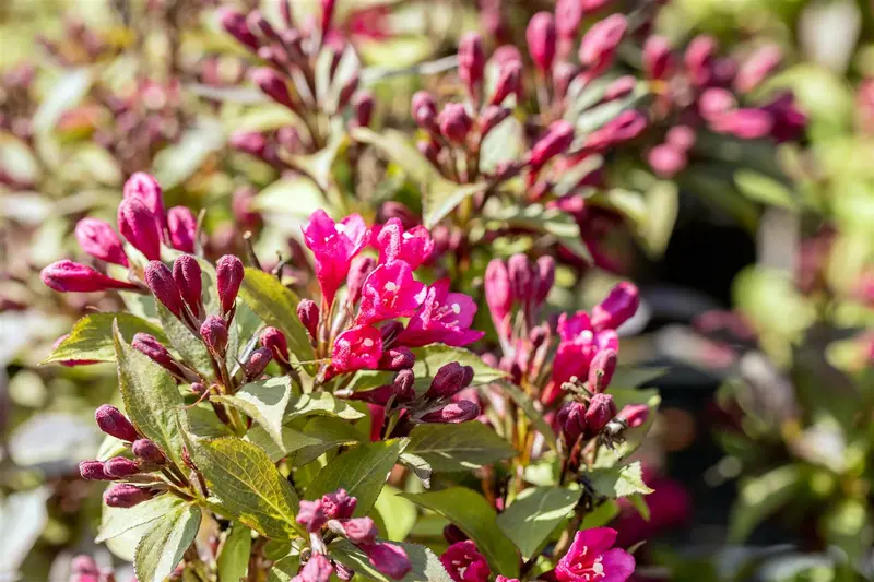 Weigela hybr. 'Minor Black'® ('verweig3') 30- 40   C - afbeelding 4