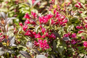 Weigela hybr. 'Minor Black'® ('verweig3') 30- 40   C - afbeelding 5