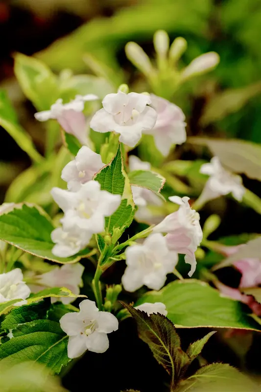weigela hybr. 'nana variegata' (50- 60cm) - afbeelding 2