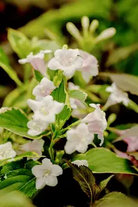 weigela hybr. 'nana variegata' (50- 60cm) - afbeelding 2