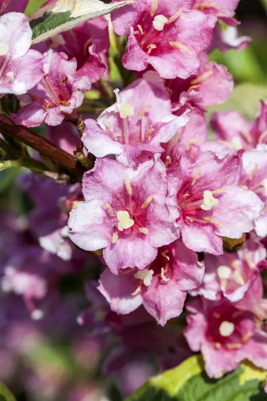 weigela hybr. 'nana variegata' (50- 60cm) - afbeelding 3